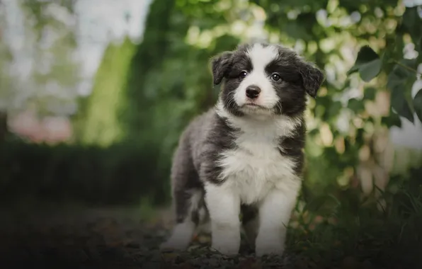 Picture greens, summer, look, dog, baby, puppy, bokeh, Aussie