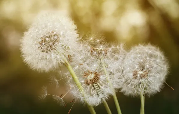 Macro, flowers, spring, fluff, white, dandelions