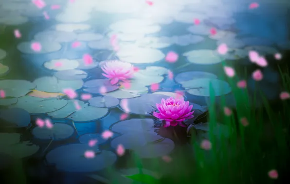 Picture grass, leaves, flowers, pond, shore, petals, pink, water lilies
