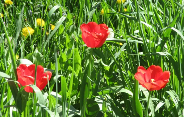 Grass, tulips, dandelions, flowerbed, April, spring 2018, Meduzanol ©