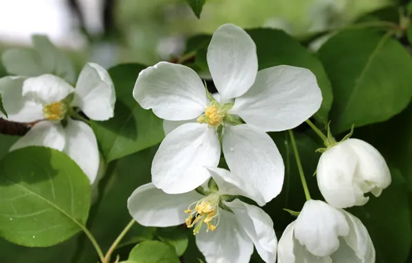 White, color, spring, green, Apple