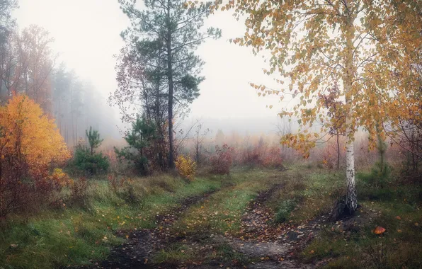 Picture fog, morning, autumn forest, Alexander Chorny