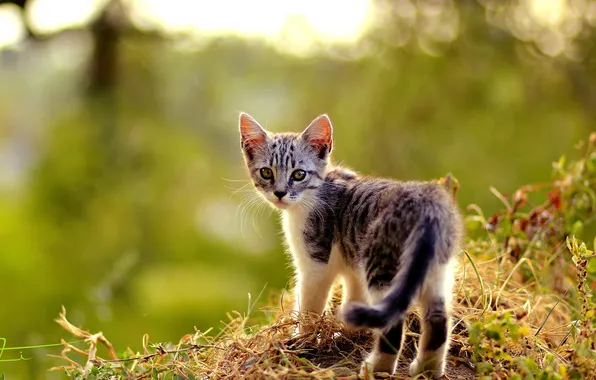 Cat, summer, nature