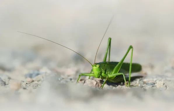 Picture macro, nature, grasshopper