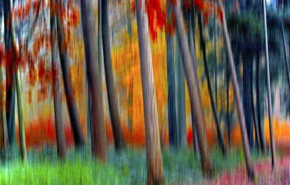 Forest, trees, paint, blur, special effect