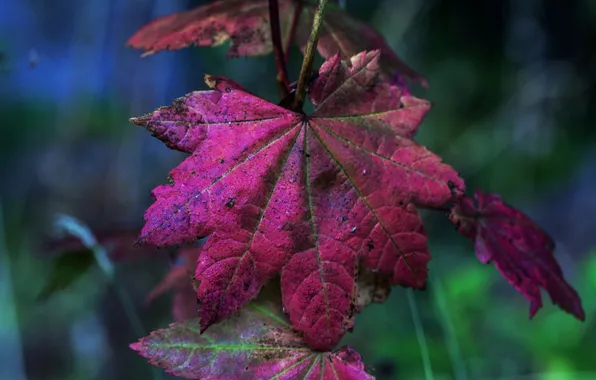 Autumn, leaves, nature