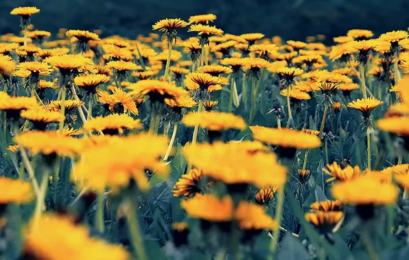 Picture flowers, Nature, dandelions, Pyatkov_Denis