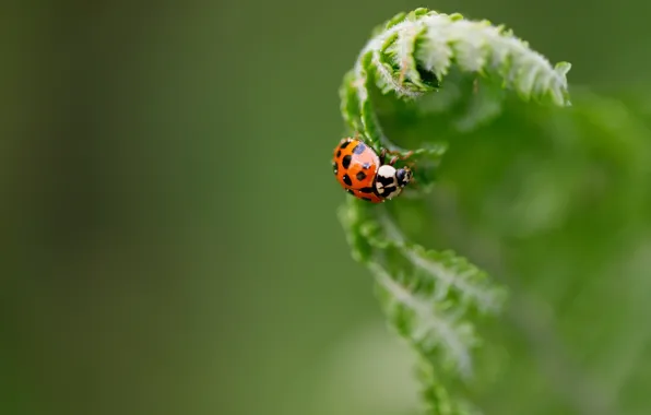 Greens, nature, ladybug