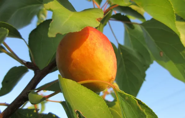 Leaves, apricot, Meduzanol ©, summer 2018
