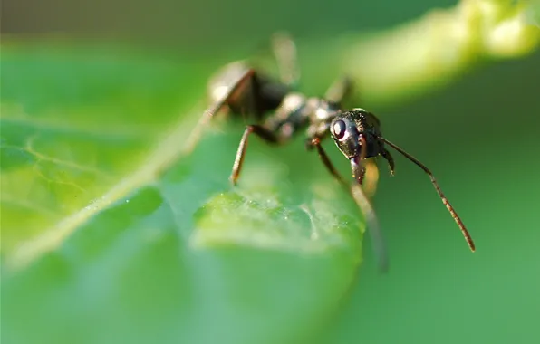 Picture sheet, green, Ant