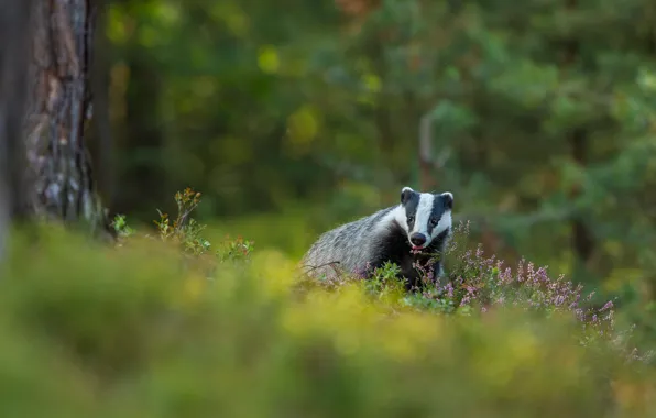 Forest, language, nature, tree, walk, face, bokeh, badger