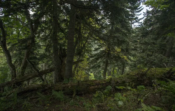 Forest, trees, nature