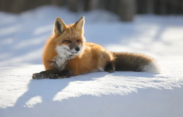 Picture winter, the sun, nature, Fox, lies, red, Fox, bokeh