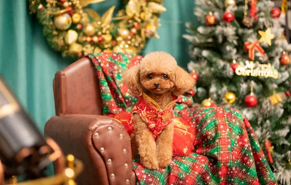 Language, look, dog, chair, dress, Christmas, costume, collar