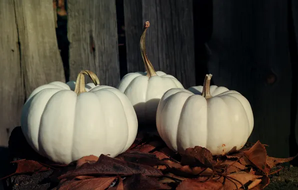 Autumn, light, close-up, the dark background, Board, the fence, pumpkin, white