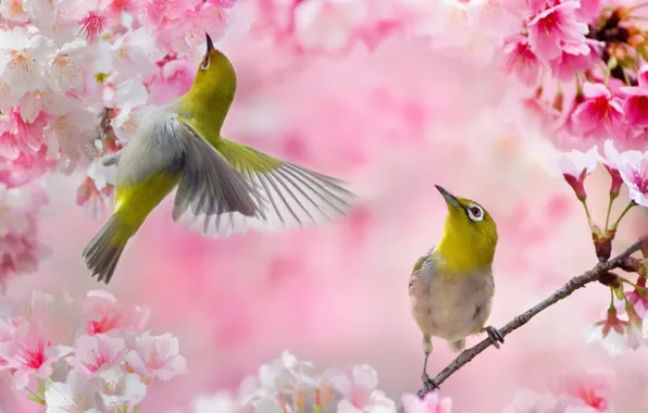 Picture birds, branches, spring, Sakura, pair, Taiwan, white-eyed, FuYi Chen