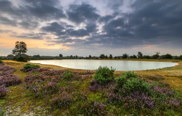 Clouds, shore, pond, Heather