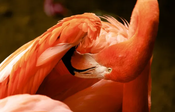 Nature, bird, Flamingo