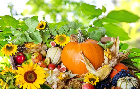 Picture sunflowers, nature, berries, apples, corn, grapes, pumpkin, fruit