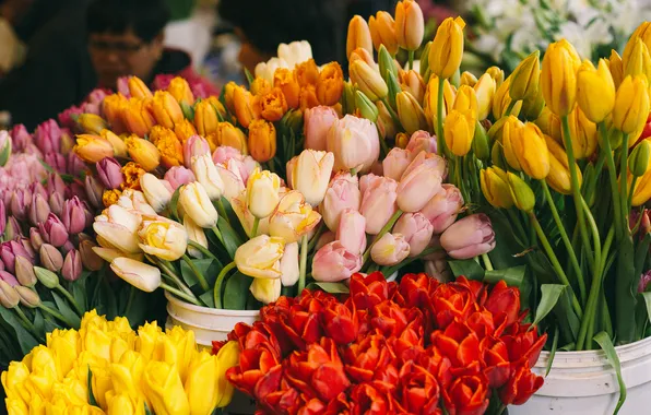 Flowers, yellow, red, tulips, different