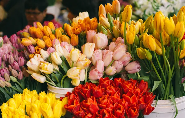 Flowers, yellow, tulips, red, different