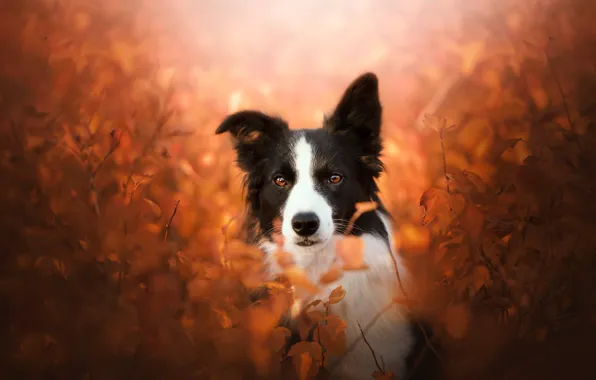 Autumn, look, face, branches, dog, The border collie