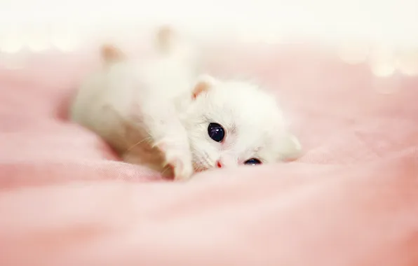Cat, white, look, pose, kitty, baby, bed, lies