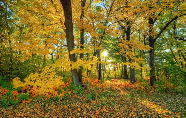Picture autumn, forest, leaves, trees
