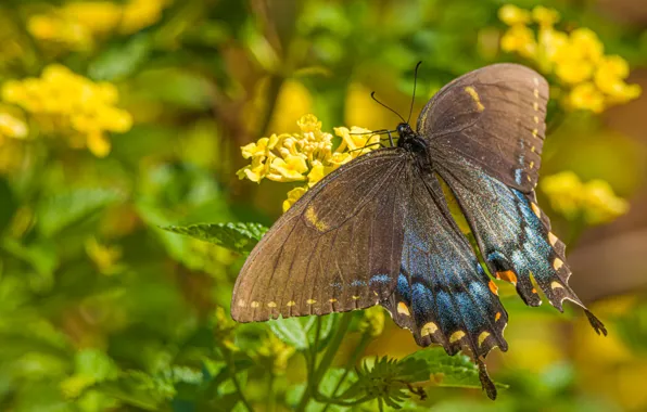 Macro, flowers, butterfly, yellow, brown