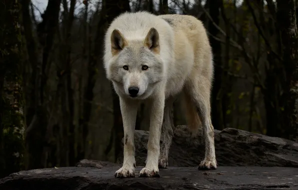 Nature, snow, predator, face, animal, wolf, wildlife, portrait
