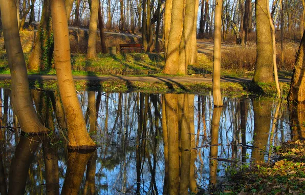 Forest, pool, water, park, tree, swamp