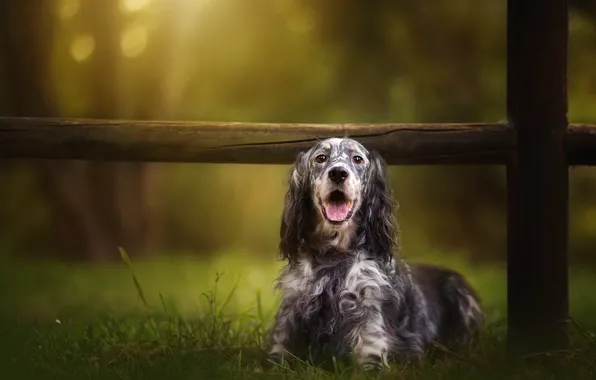 Language, look, nature, background, the fence, dog, the fence, puppy