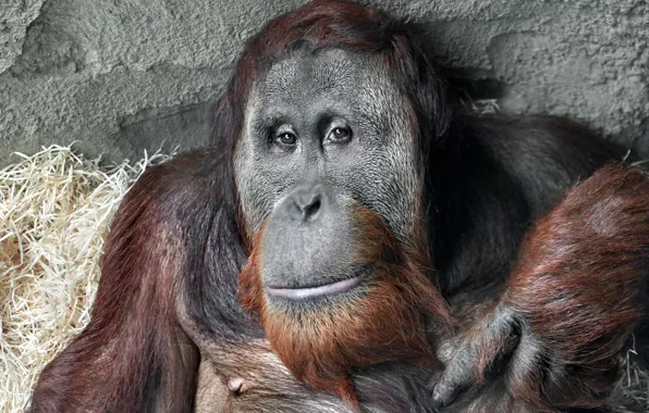Picture look, monkey, Sumatra Orang-Utah