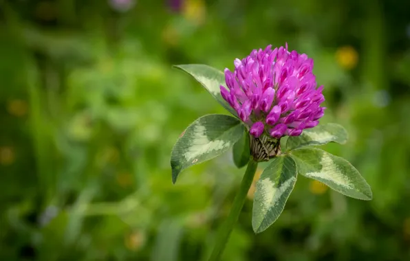 Flower, pink, clover, leaves, green background, bokeh