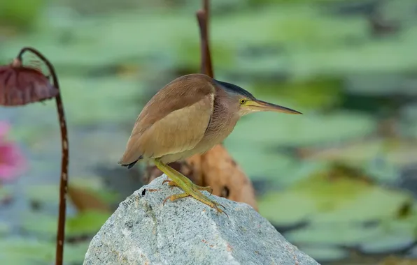 Yellow, stones, bird, bittern