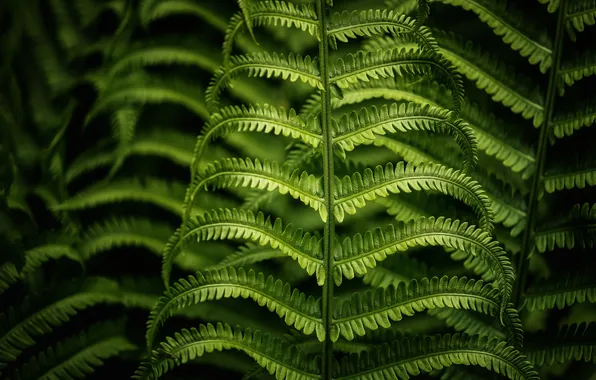 Macro, foliage, branch, fern, green background