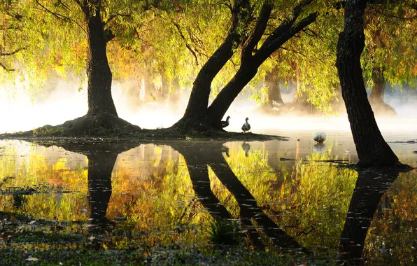 Lake, pond, Park, reflection, duck