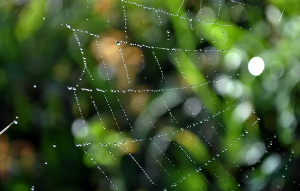 Picture drops, macro, mesh, network, spiders, web, ambush, trap