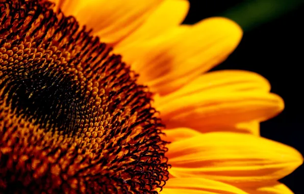 Yellow, sunflower, beautiful