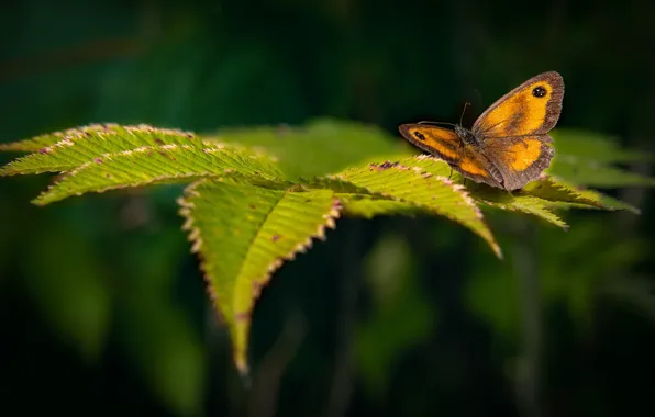 Greens, leaves, yellow, nature, butterfly, bokeh, Reddish-Brown Ox-Eye, Gatekeeper