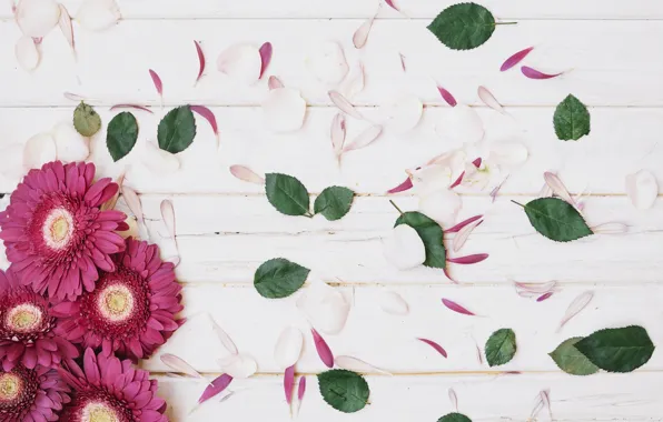 Flowers, petals, leaves, gerbera