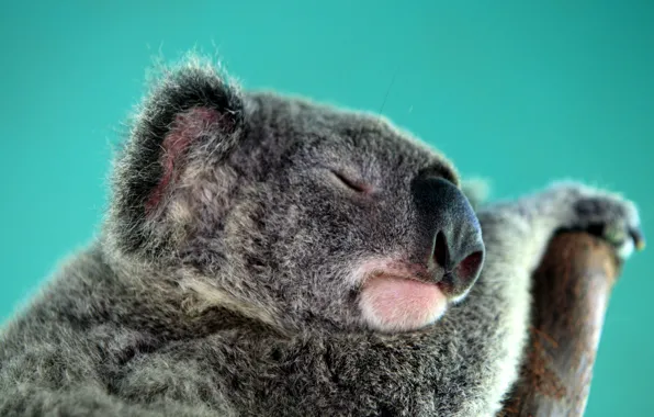 Picture sleep, Australia, Koala, herbivores, marsupials