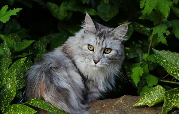 Greens, cat, cat, look, face, leaves, nature, pose