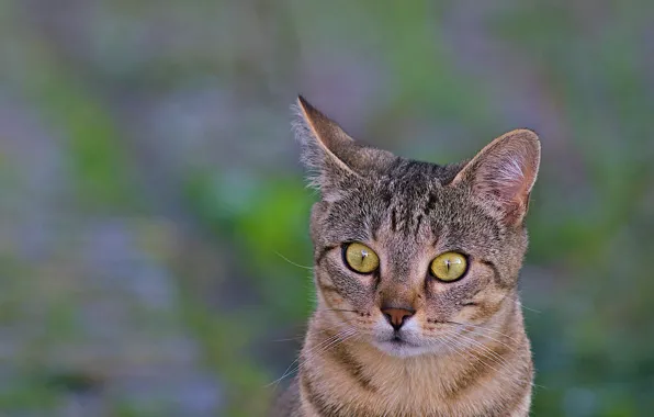 Picture cat, look, macro, background, animal, ears, green eyes