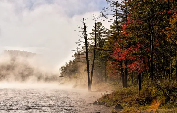 Forest, nature, fog, river, Vermont