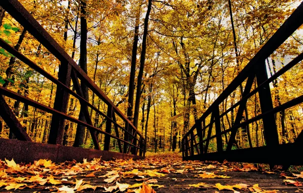 Picture autumn, forest, leaves, trees, Park, railings, the bridge