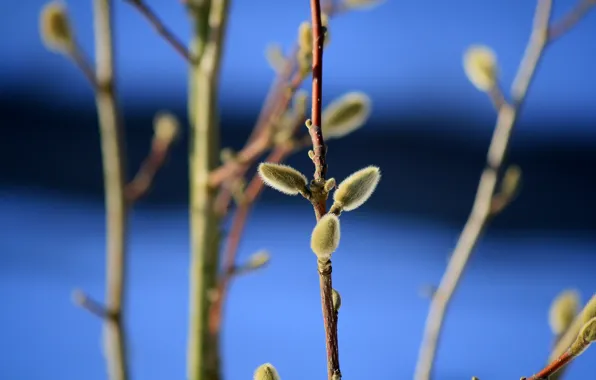 Picture the sky, branches, nature, tree, spring, Verba