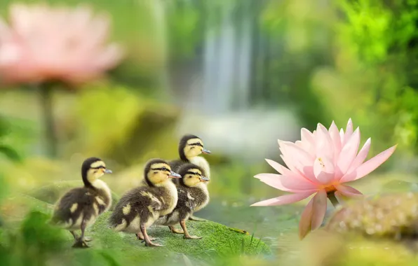 Birds, pond, duck, spring, ducklings, Lotus, fuyi Chen