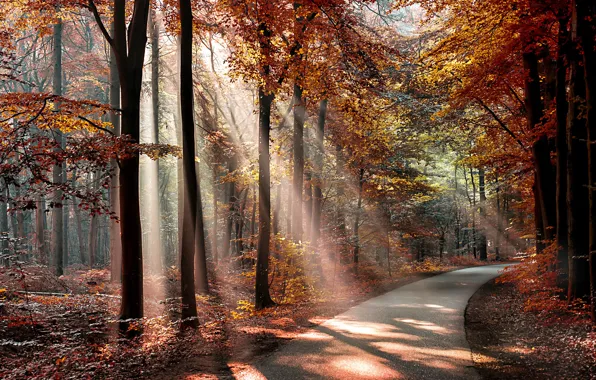 Picture autumn, forest, leaves, the sun, trees, Park, the way, shadows