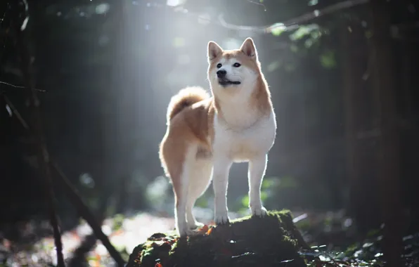 Forest, look, light, trees, nature, pose, fog, stump
